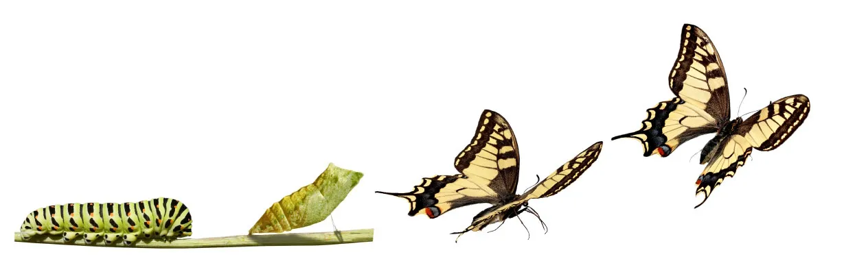 Change-Butterfly-long