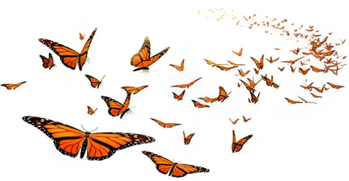 Monarch Butterflies In Flight